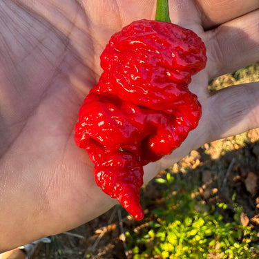 Death Spiral x Primotalii - Seeds - The Pepper Pantry (Formerly Marie Sharp's)